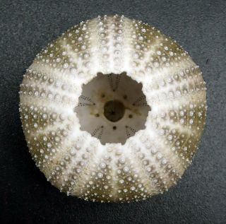 Microcyphus olivaceus 26.  7 mm Philippines sea urchin 4