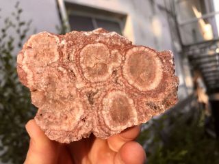 Reilly’s Rocks: Arizona Petrified Wood W/ Rare Polyrporites Wardii Fungus 2.  5 Lb
