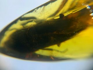 Big Unknown Beetle Burmite Myanmar Burmese Amber Insect Fossil From Dinosaur Age