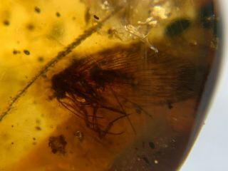 Rare Neuroptera Sisyridae Spongillafly Burmite Myanmar Burma Amber Insect Fossil