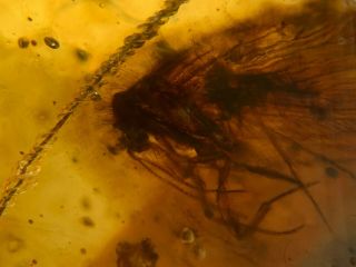 Rare Neuroptera Sisyridae spongillafly Burmite Myanmar Burma Amber insect fossil 2