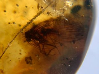 Rare Neuroptera Sisyridae spongillafly Burmite Myanmar Burma Amber insect fossil 3