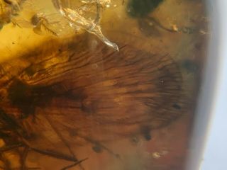 Rare Neuroptera Sisyridae spongillafly Burmite Myanmar Burma Amber insect fossil 4