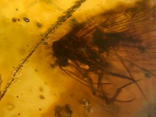 Rare Neuroptera Sisyridae spongillafly Burmite Myanmar Burma Amber insect fossil 5