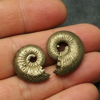 2x Quenstedtoceras 23 - 27mm Pyrite Ammonite Fossils Callovian Fossilien Russia