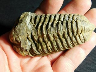 A Big Natural Flexicalymene Sp.  Trilobite Fossil Found In Morocco 116gr E