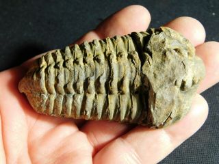 A Big Natural Flexicalymene sp.  Trilobite Fossil Found in Morocco 116gr e 2