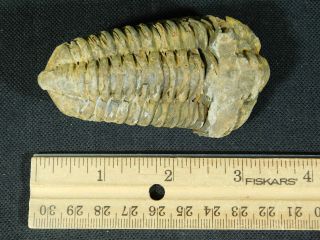 A Big Natural Flexicalymene sp.  Trilobite Fossil Found in Morocco 116gr e 3