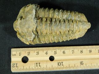 A Big Natural Flexicalymene sp.  Trilobite Fossil Found in Morocco 116gr e 4