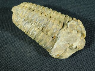 A Big Natural Flexicalymene sp.  Trilobite Fossil Found in Morocco 116gr e 5