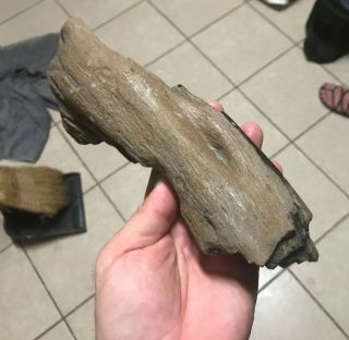 9.  5 " Detailed Texas Petrified Wood Limb Fossil Knots Bark Unique