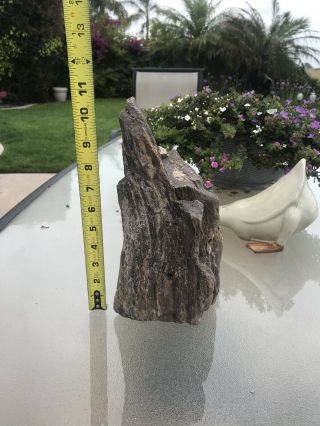 8lbs 11.  7oz Arizona Desert Ironwood Petrified Standing Piece