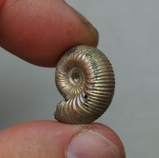 21mm Eboraticeras Pyrite Ammonite Fossils Callovian Fossilien Russia