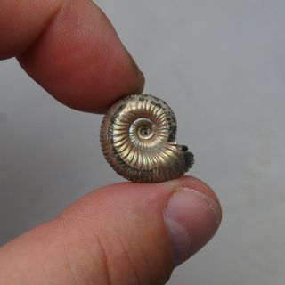 21mm Eboraticeras Pyrite Ammonite Fossils Callovian Fossilien Russia 3