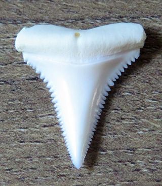 1.  00 " Lower Nature Modern Great White Shark Tooth (teeth)