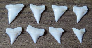 8 Group Upper Nature Modern Great White Shark Tooth (teeth)