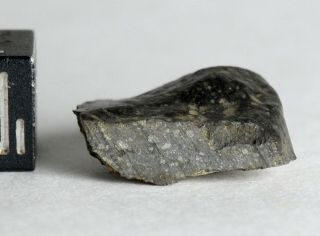 Meteorite NWA 11436 - Rumuruti R3 - 6 (S3/W - low) - Endcut 2