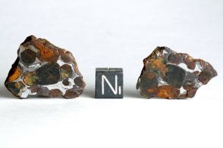 Meteorite Sericho - 16.  3g Split Individual - Polished Pair Pallasite