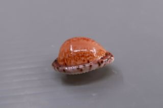 Cypraea - Cypraeovula algoensis algoensis - 22.  3 mm GEM - Z8939 2