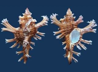 Shell Murex Palmarosae Seashell