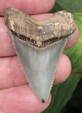 South Carolina Angustiden Shark Tooth Megalodon Era