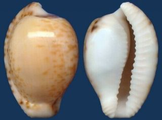 Shell Cypraea Algoensis Seashell