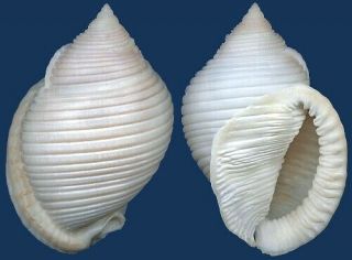 Shell Cassis Umbilicata Seashell