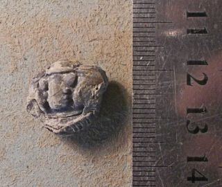 Rare Complete 3.  5cm Enrolled Gravicalymene Pontilis.  Ashgill Series,  North Wales