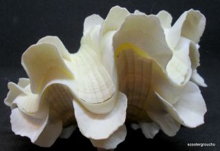 Tridacna Squamosa Fluted Ruffled Giant Clam Shell Matched Pair,  4 - 1/5 " -