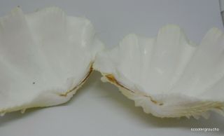 Tridacna squamosa Fluted Ruffled Giant Clam Shell Matched Pair,  4 - 1/5 