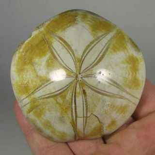 2.  9 " Polished Fossil Sea Urchin Jurassic Period - Sakaraha,  Madagascar