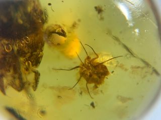 Icerya Purchasi&cicada Skin Burmite Myanmar Amber Insect Fossil Dinosaur Age