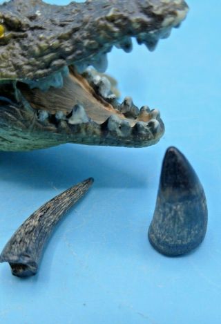 Here Are 2 Rare Fossil Crocodile Teeth.  Pre - Megalodon Shark Era.  (50 - 60 Myo)