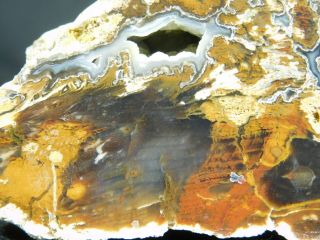 A Polished Hubbard Basin Petrified Wood Fossil From Utah 227gr e 3
