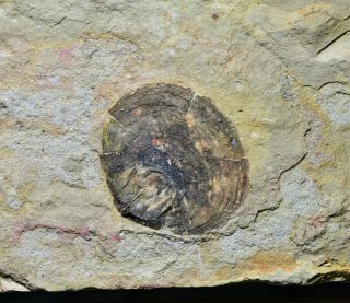 Diandongia Pista Brachiopod Fossil Guanshan Biota,  Lower Cambrian