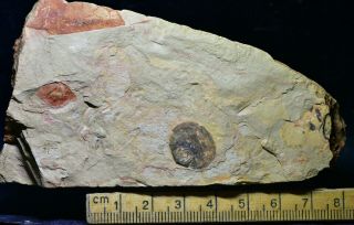 Diandongia pista Brachiopod Fossil Guanshan Biota,  Lower Cambrian 2