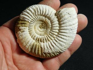 A Neat 100 Natural 200 Million Year Old White Ribbed Ammonite Fossil 101gr E
