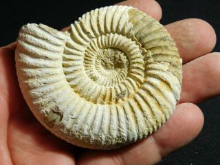 A Neat 100 Natural 200 Million Year Old WHITE Ribbed AMMONITE Fossil 101gr e 2