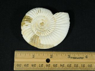 A Neat 100 Natural 200 Million Year Old WHITE Ribbed AMMONITE Fossil 101gr e 3