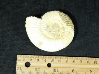 A Neat 100 Natural 200 Million Year Old WHITE Ribbed AMMONITE Fossil 101gr e 4