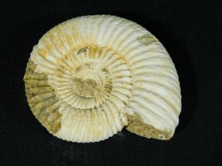 A Neat 100 Natural 200 Million Year Old WHITE Ribbed AMMONITE Fossil 101gr e 5