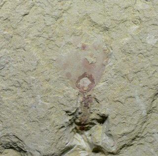 Rare Lingulella Brachiopod Fossil W.  Pedicle Early Cambrian Maotianshan Shales