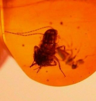 Ancient Cockroach In Authentic Dominican Amber Fossil Gemstone