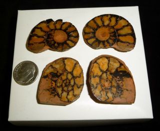 Dino: 2 Ammonite Fossil Pairs - 37 Grams