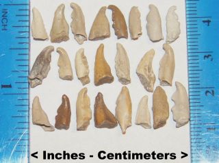 23 Miocene Epoch Florida Fossilized Crab Claws Tooth Teeth
