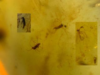 4 Small Flies&beetle Burmite Myanmar Burmese Amber Insect Fossil Dinosaur Age