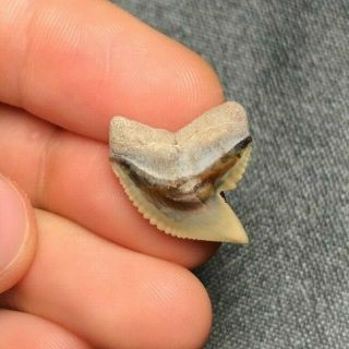 Gem 0.  856 " Bone Valley Tiger Shark Tooth Teeth Fossil Sharks Necklace Megalodon