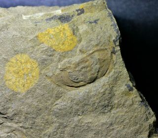 Rare Eofallotaspis " Archaeofallotaspis Type 1 " Trilobite,  Earliest Cambrian