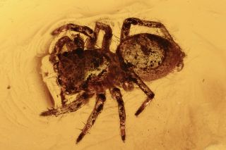 Jumping Spider Salticidae Fossil Inclusion Baltic Amber 190626 - 10,  Img