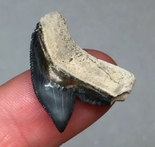 Bone Valley Tiger Shark Tooth Fossil Sharks Teeth Megalodon Era Gem Jaws Rock